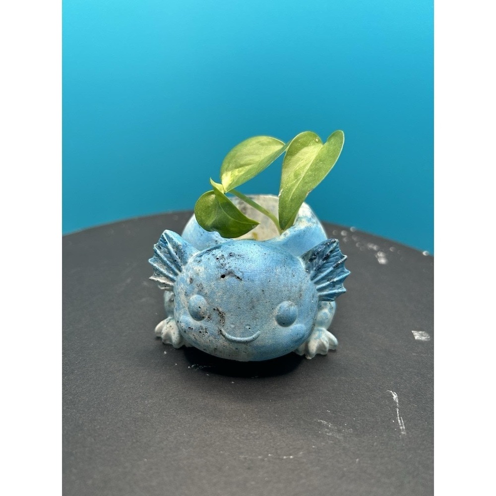2 Axolotl  Concrete Planter Blue– Handmade Cement Succulent Plant  Pot, Handmade - Picture 9 of 12